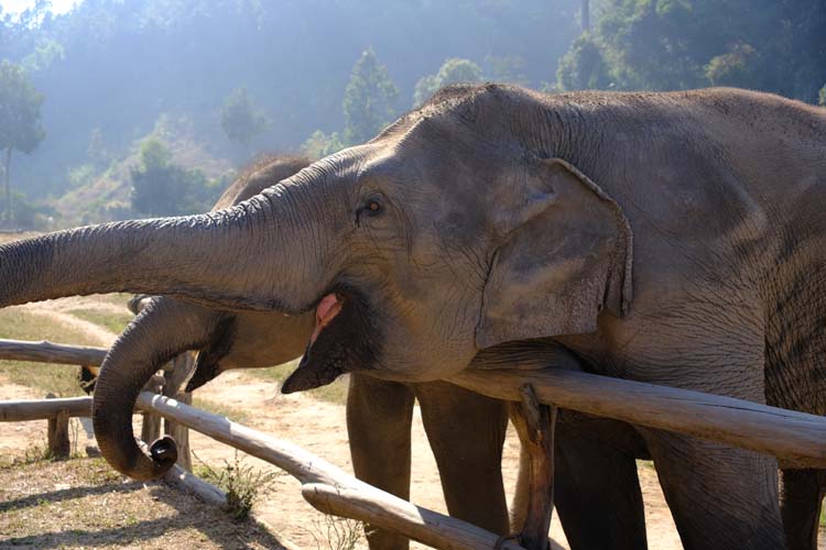Elephants in Chiang Mai